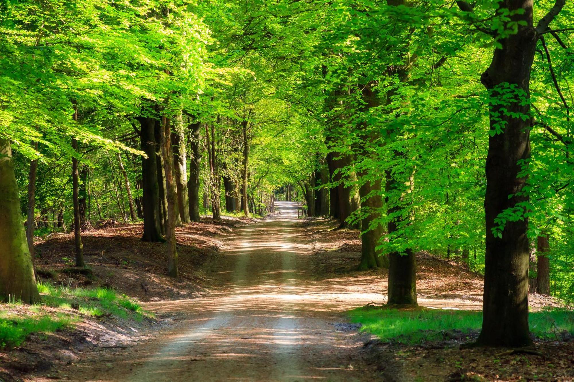 Serendipity - Nature In Luxury Beekbergen Dış mekan fotoğraf
